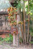 Codiaeum variegatum. Цветущее растение. Таиланд, о-в Пхукет, ботанический сад. 16.01.2017.