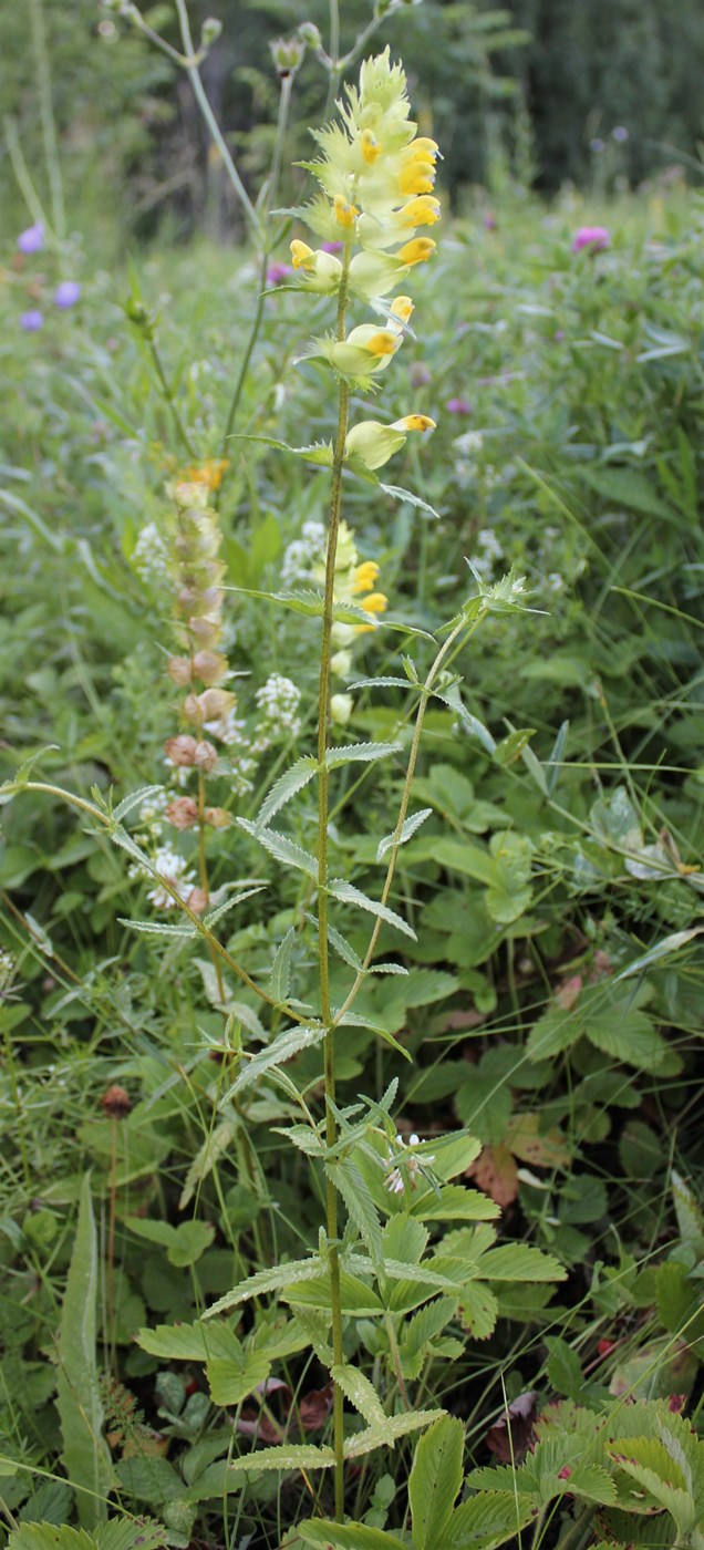 Изображение особи Rhinanthus aestivalis.