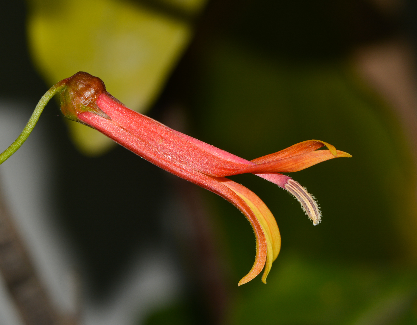 Image of Lobelia laxiflora specimen.