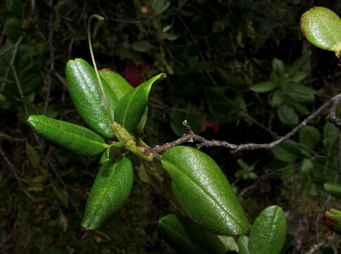 Image of Rhododendron sajanense specimen.