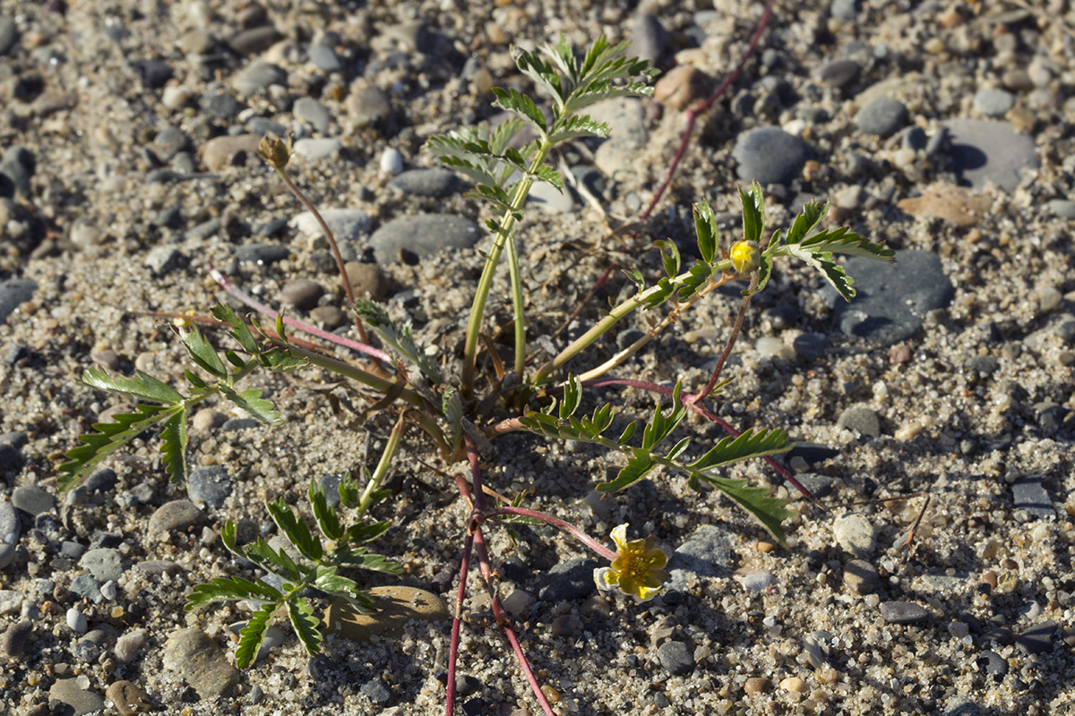 Image of Potentilla anserina ssp. groenlandica specimen.