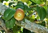 Camellia japonica