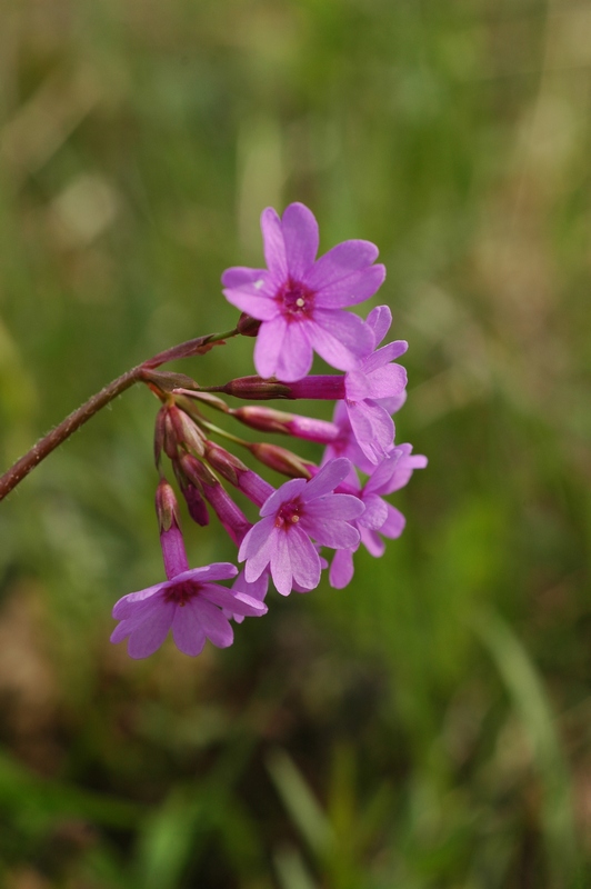 Image of Primula kaufmanniana specimen.