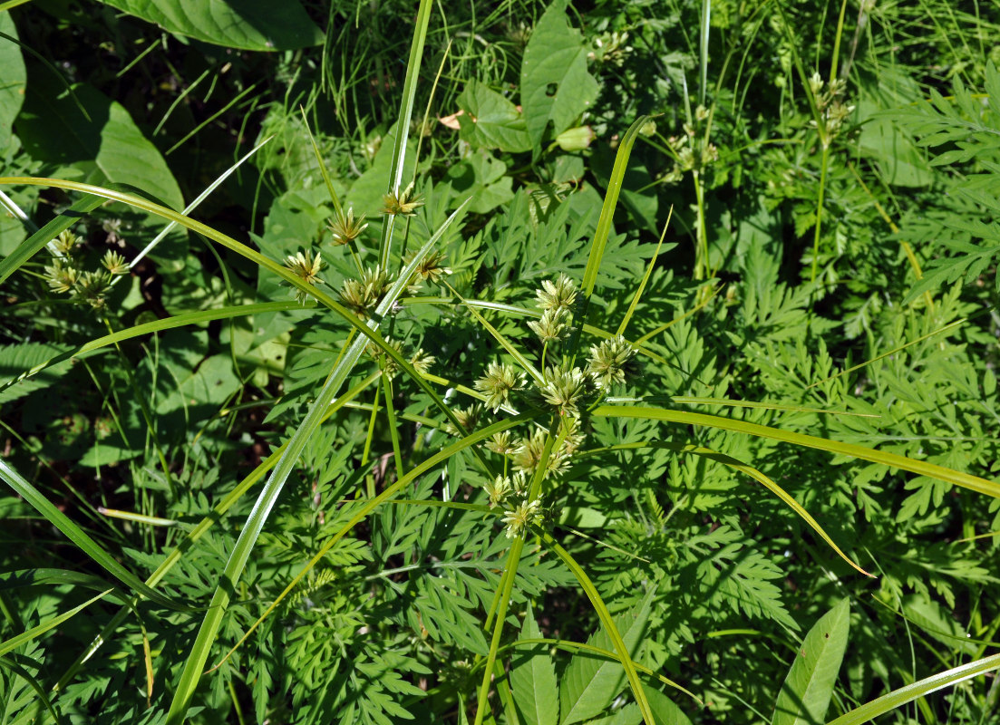 Изображение особи Cyperus eragrostis.