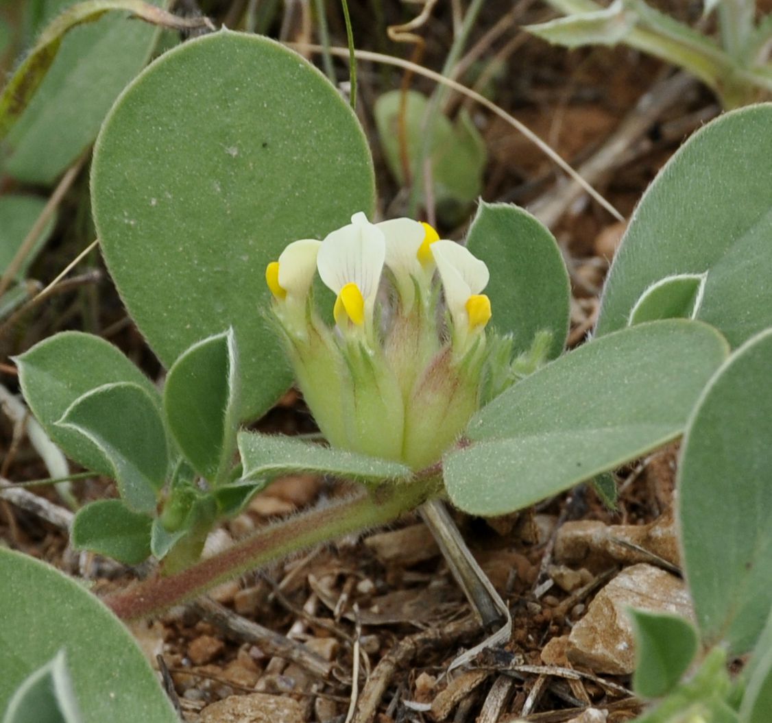 Image of Tripodion tetraphyllum specimen.