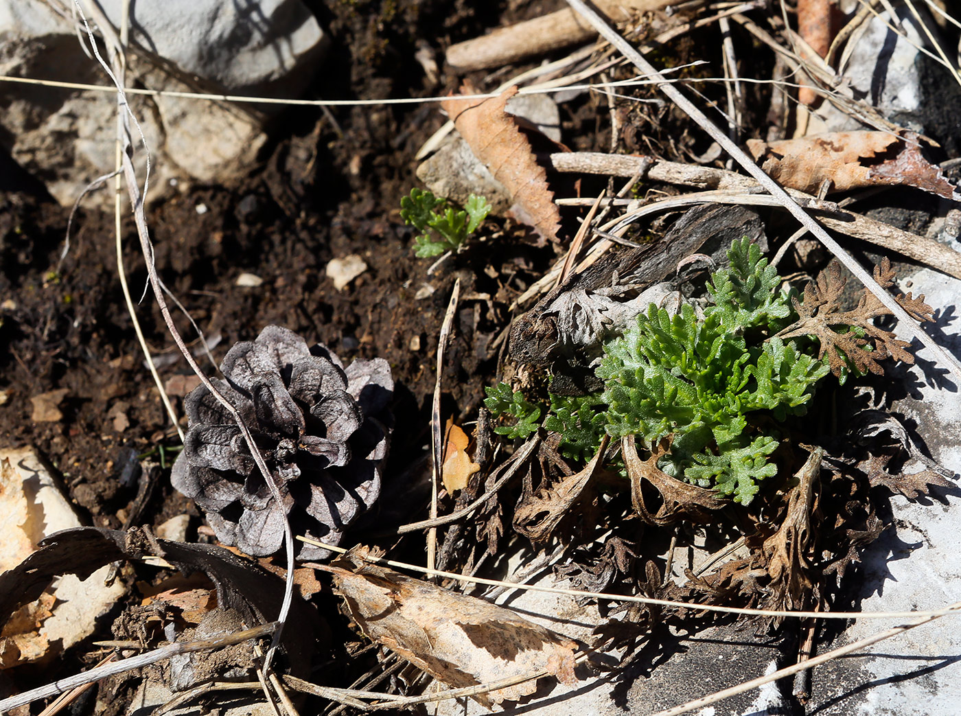 Image of Chrysanthemum zawadskii specimen.