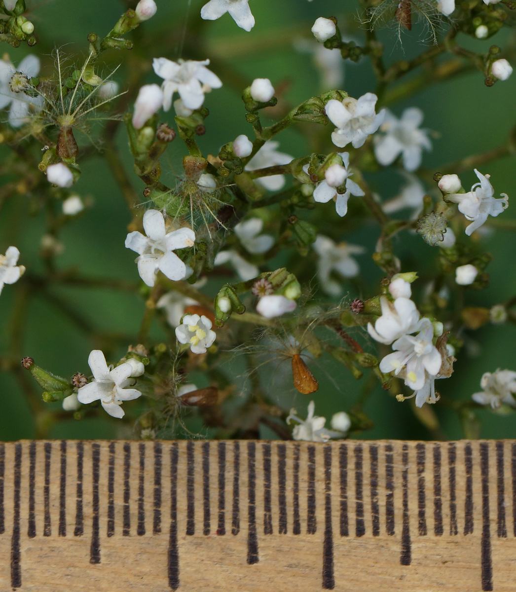 Image of Valeriana dubia specimen.