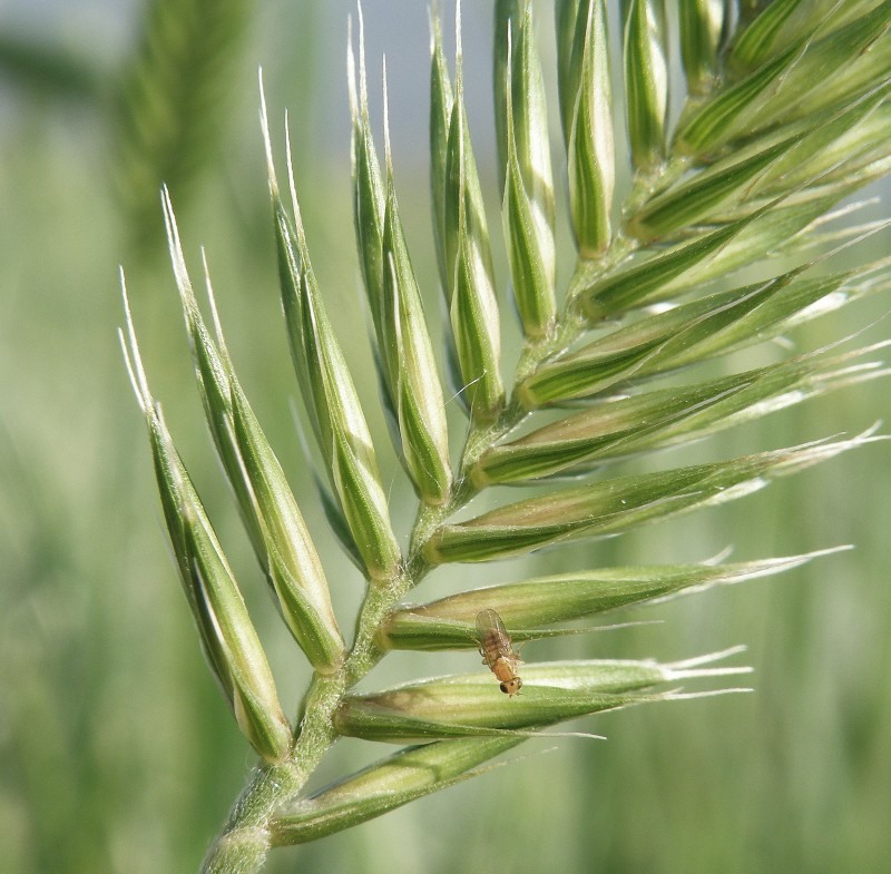 Image of Agropyron pectinatum specimen.