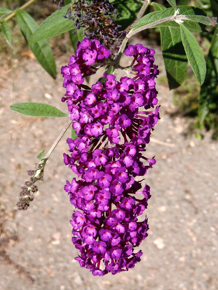 Image of Buddleja davidii specimen.