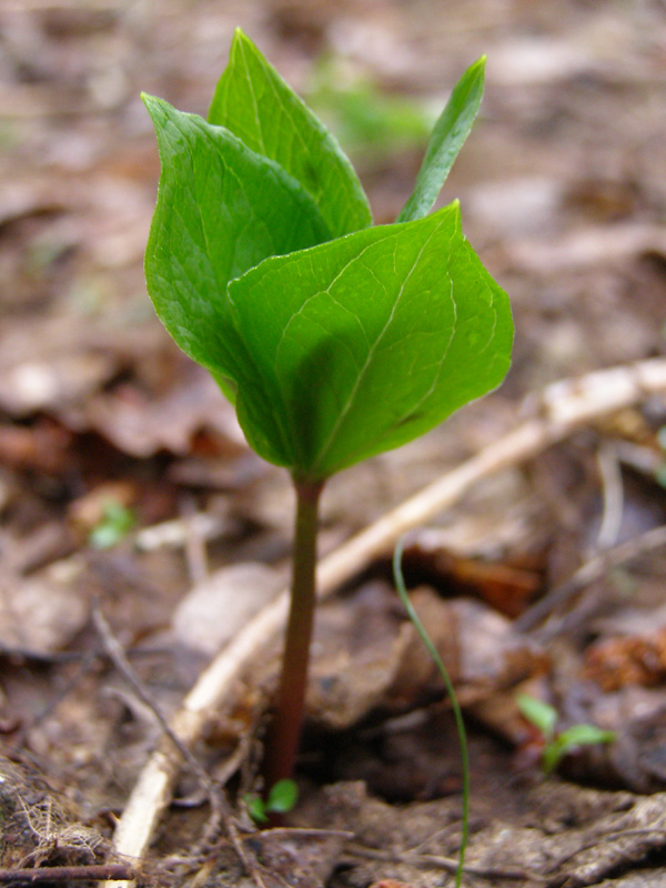 Image of Paris quadrifolia specimen.