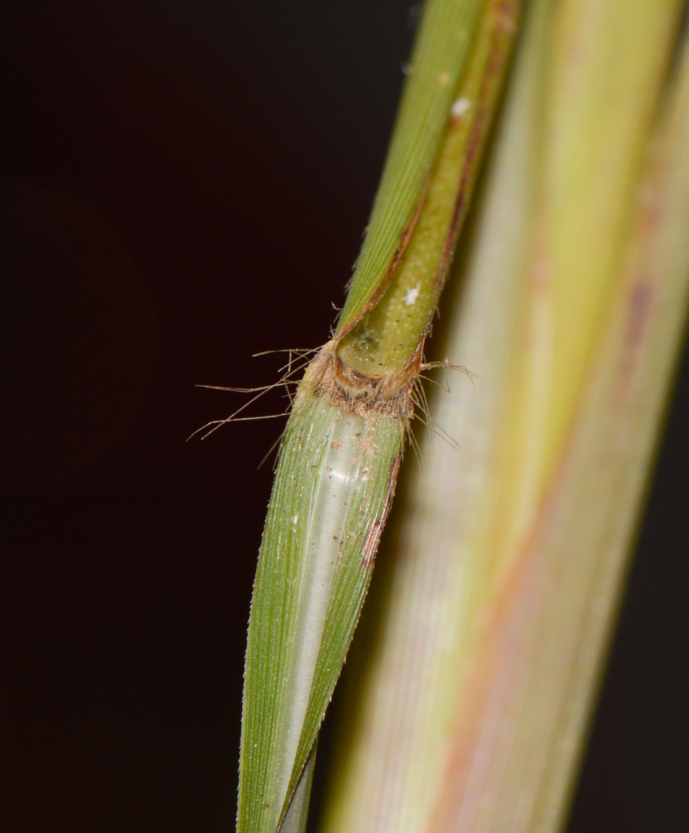 Image of genus Miscanthus specimen.