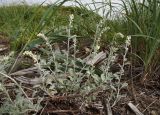 Artemisia stelleriana