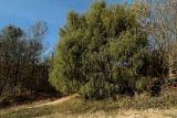 Juniperus deltoides. Взрослое дерево. Крым, Байдарская долина, гора Лысая. 04.11.2018.