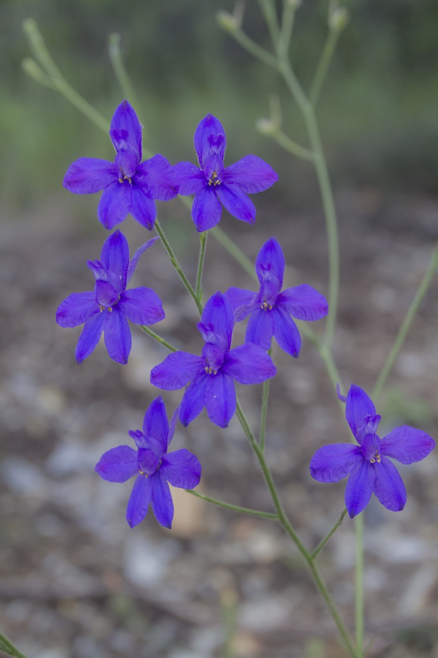 Image of Delphinium paniculatum specimen.