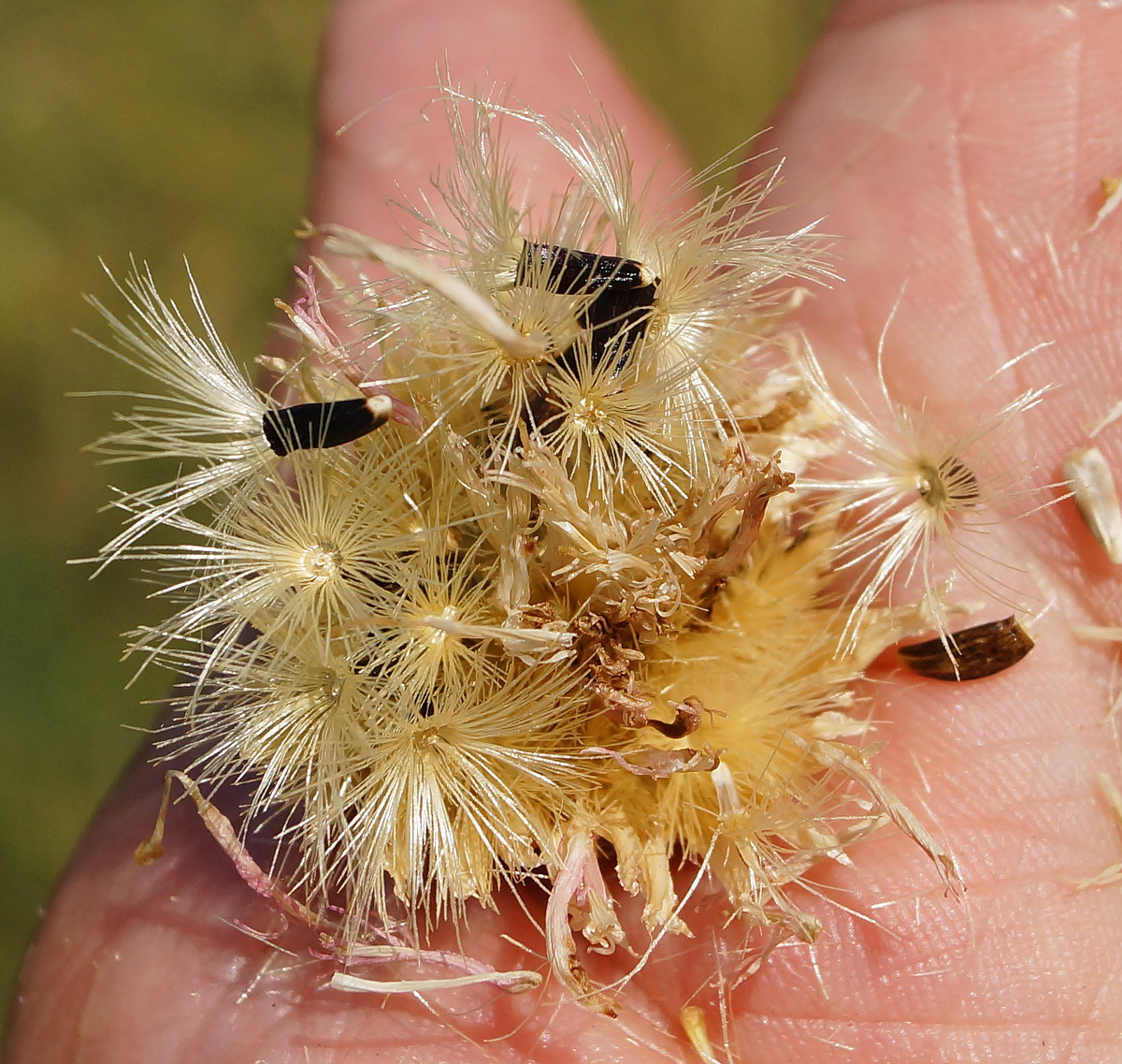 Image of genus Klasea specimen.