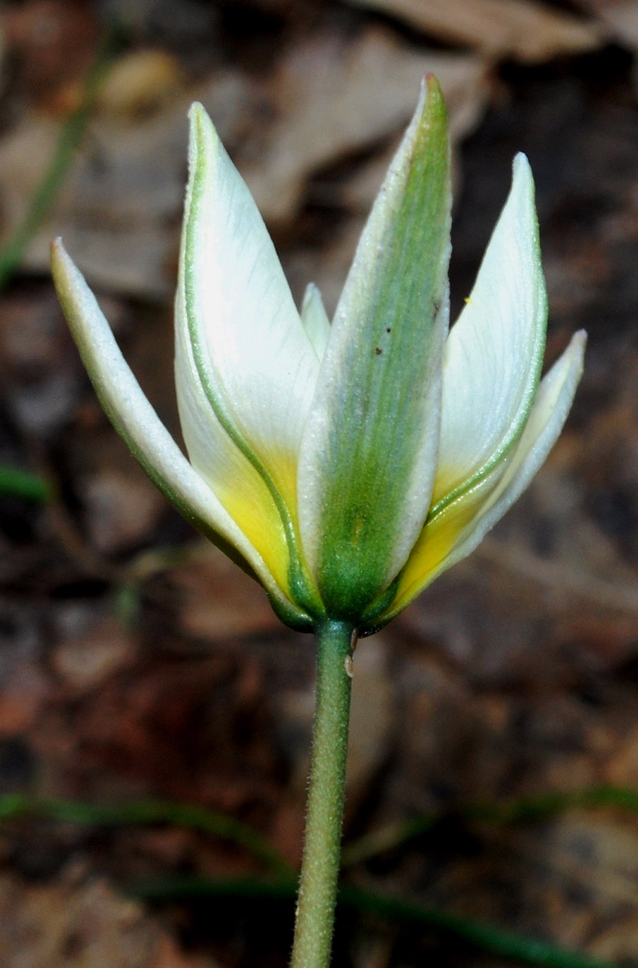 Image of Tulipa bifloriformis specimen.