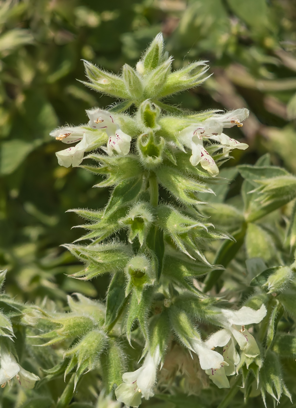 Image of Stachys pubescens specimen.