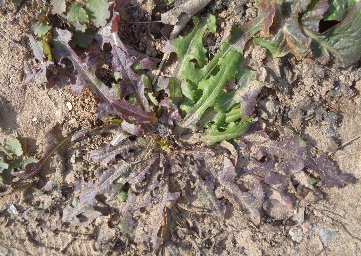 Image of Lactuca serriola specimen.