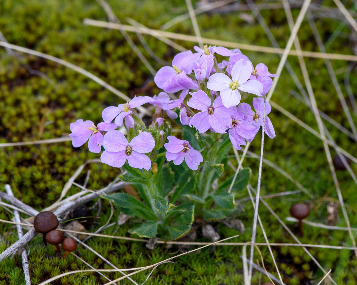 Image of Clausia aprica specimen.