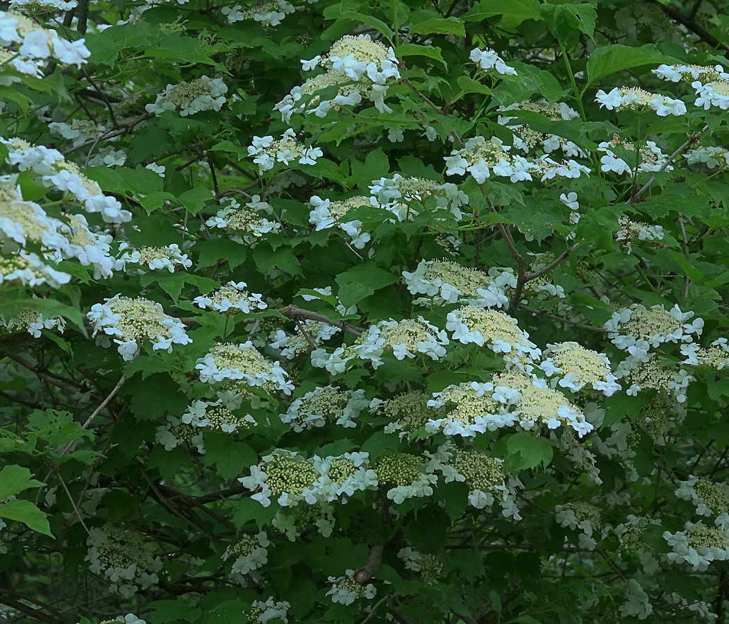 Image of Viburnum opulus specimen.