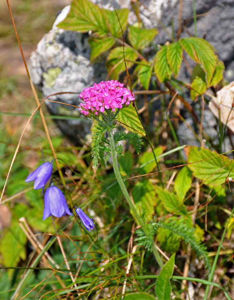 Image of Achillea millefolium specimen.