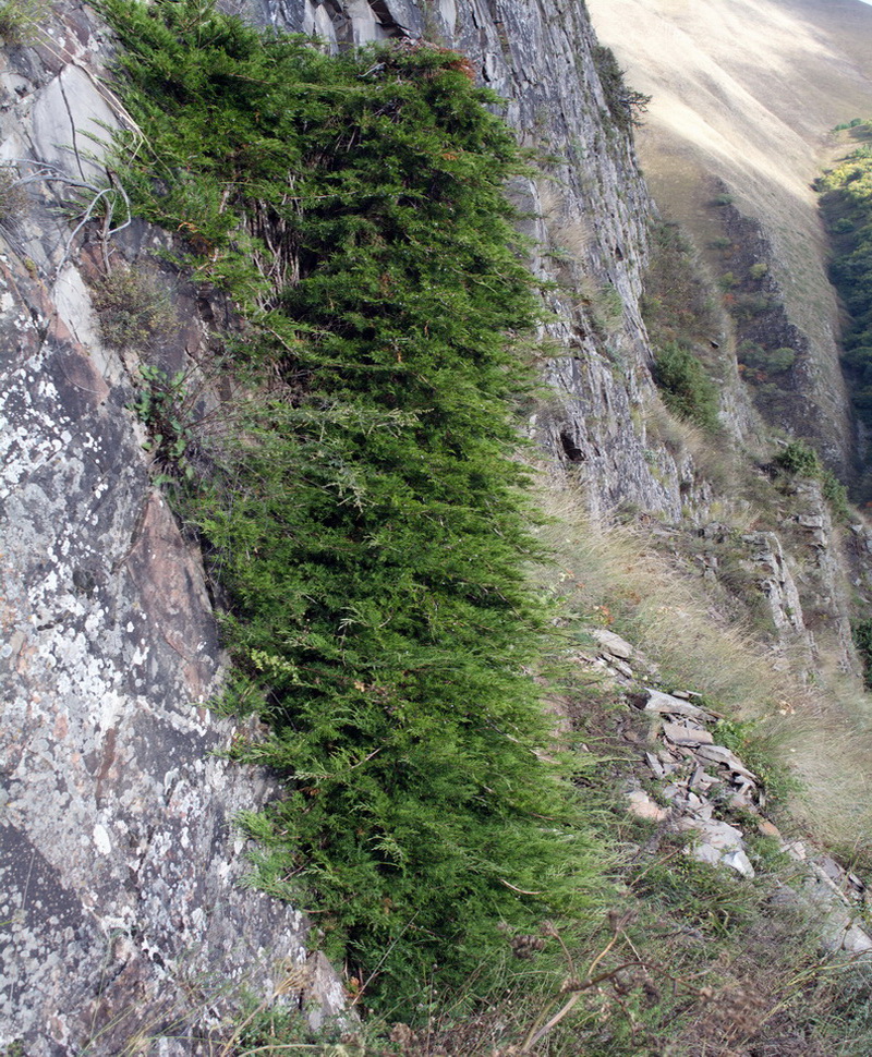 Image of Juniperus sabina specimen.