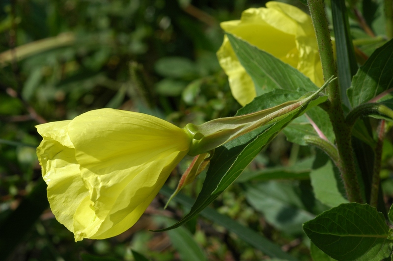 Image of Oenothera glazioviana specimen.