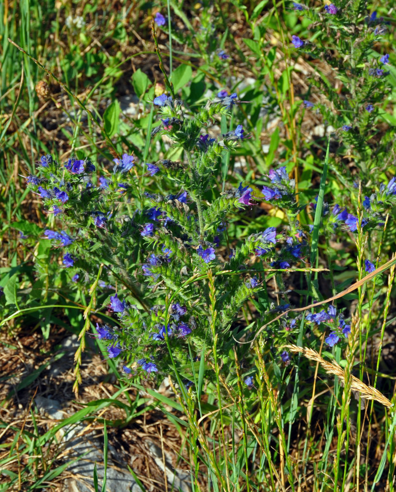 Image of Echium vulgare specimen.