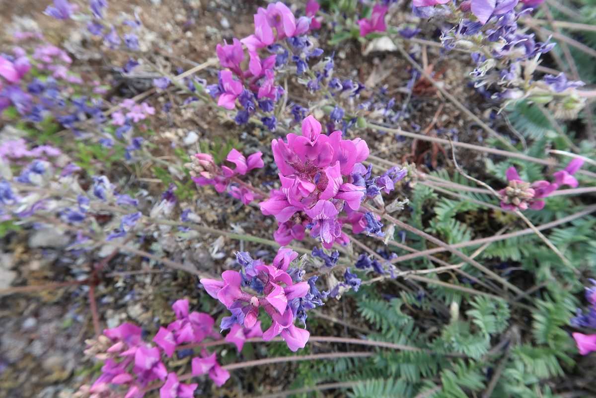 Изображение особи Oxytropis coerulea.