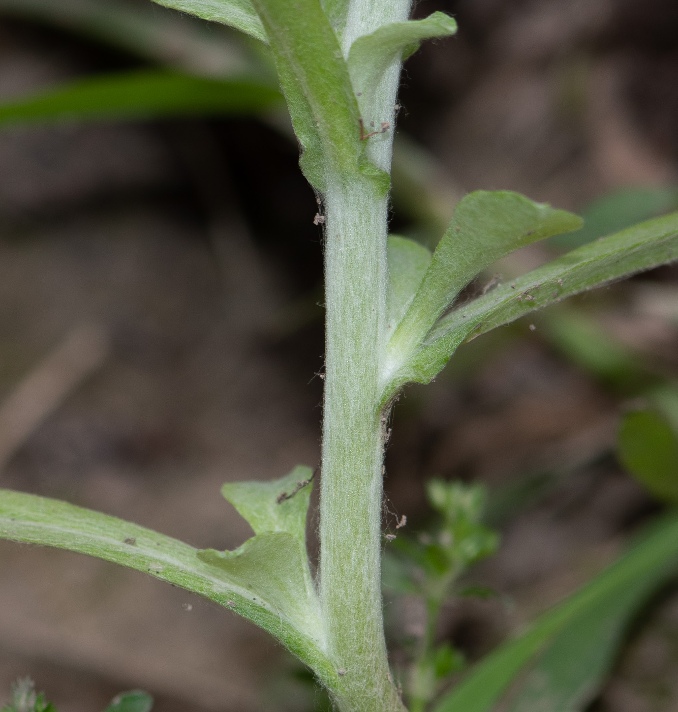 Image of genus Gamochaeta specimen.