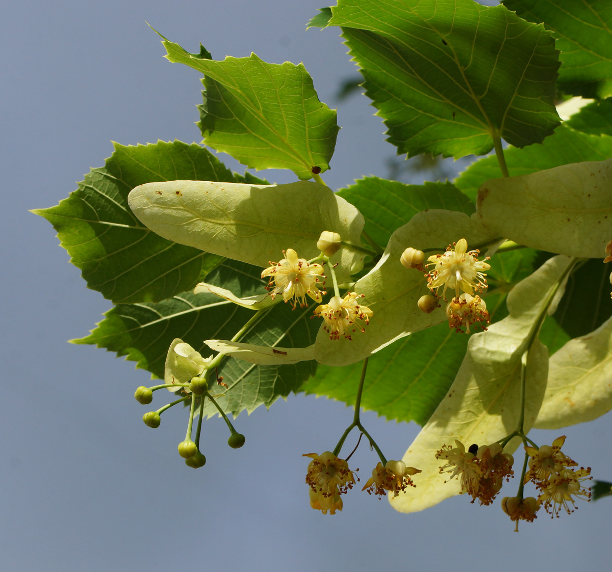 Image of Tilia platyphyllos specimen.