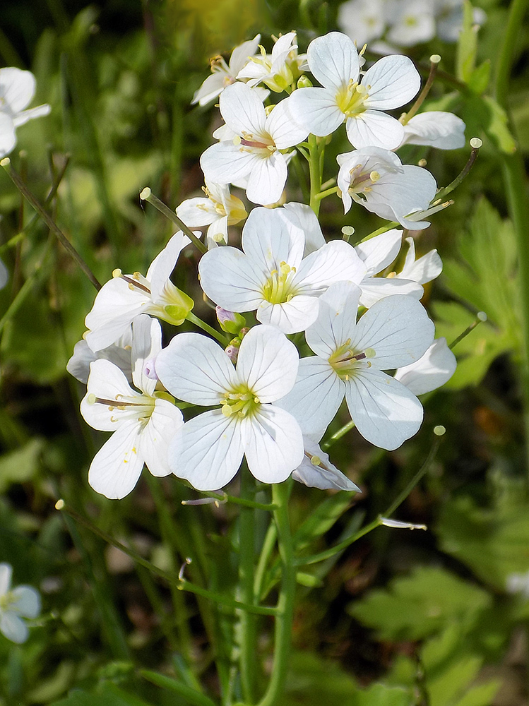 Изображение особи Cardamine tenera.