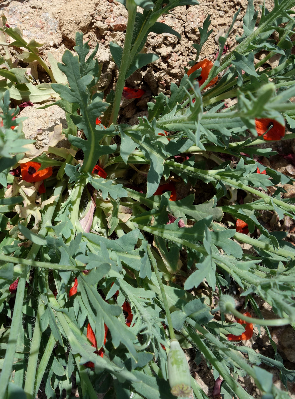 Image of Papaver litwinowii specimen.