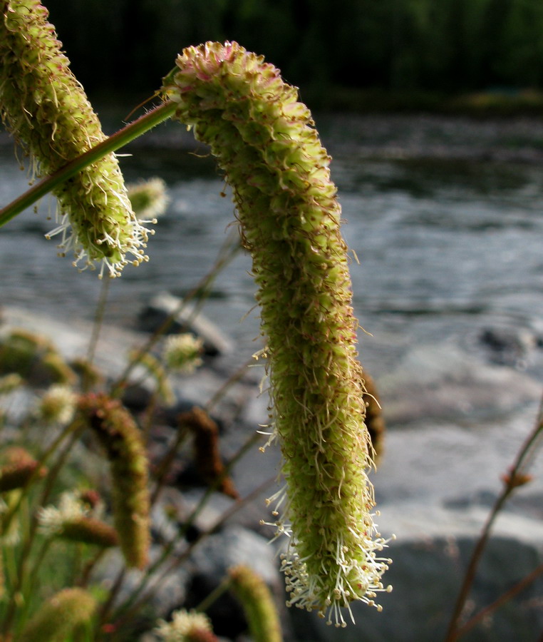 Image of Sanguisorba alpina specimen.