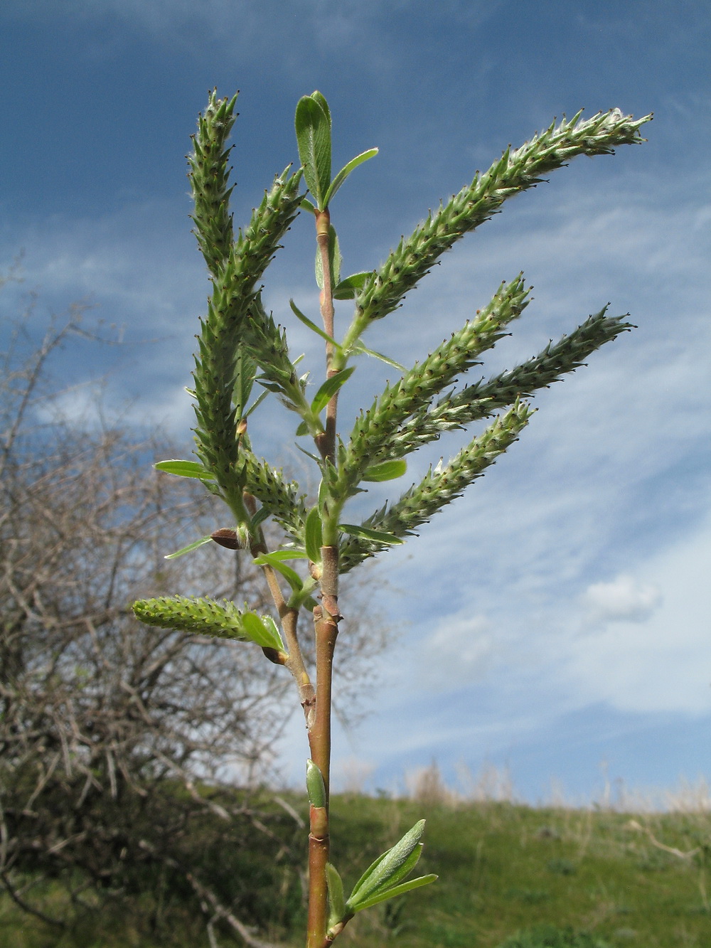 Изображение особи Salix excelsa.