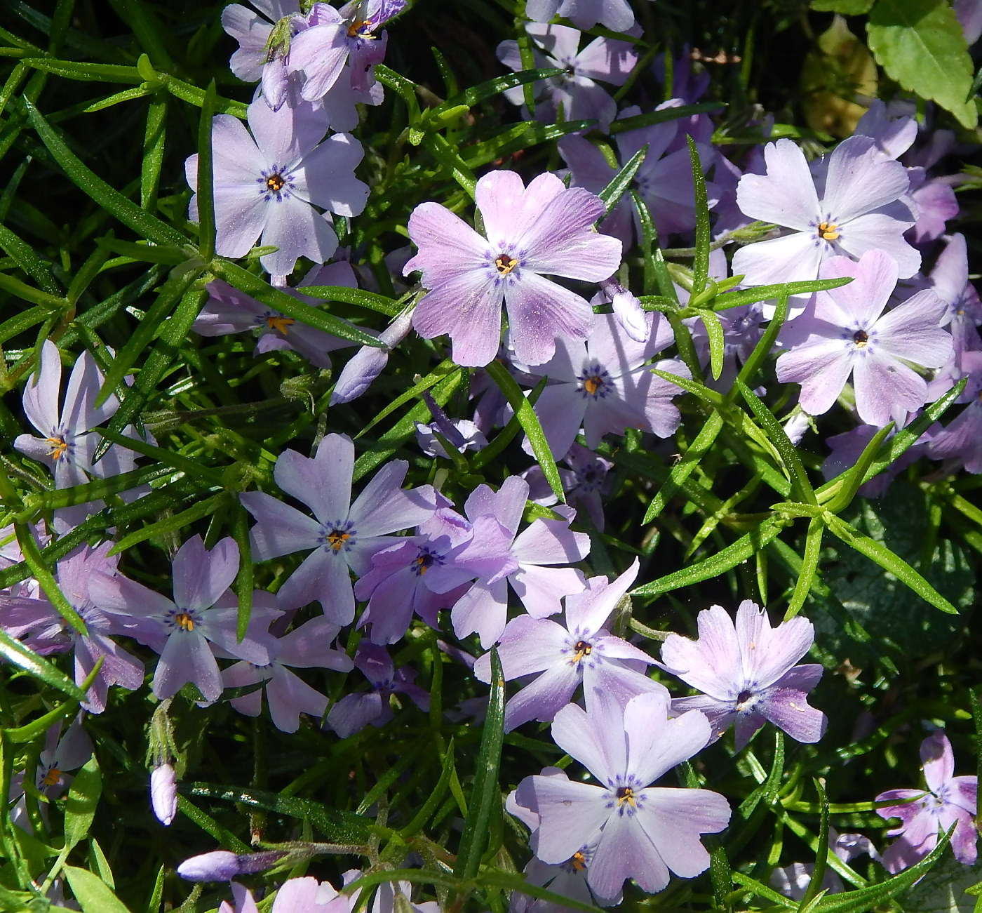 Image of Phlox subulata specimen.