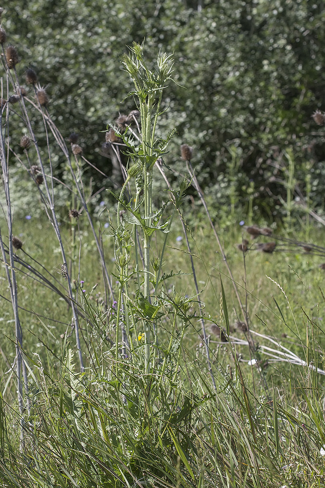 Изображение особи Dipsacus laciniatus.