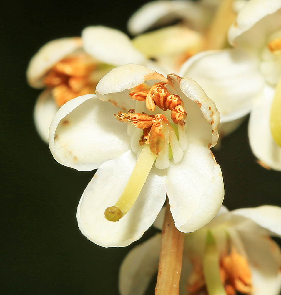 Image of Pyrola dahurica specimen.