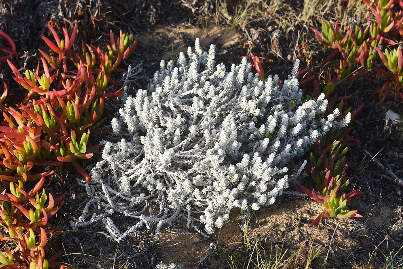 Image of Otanthus maritimus specimen.