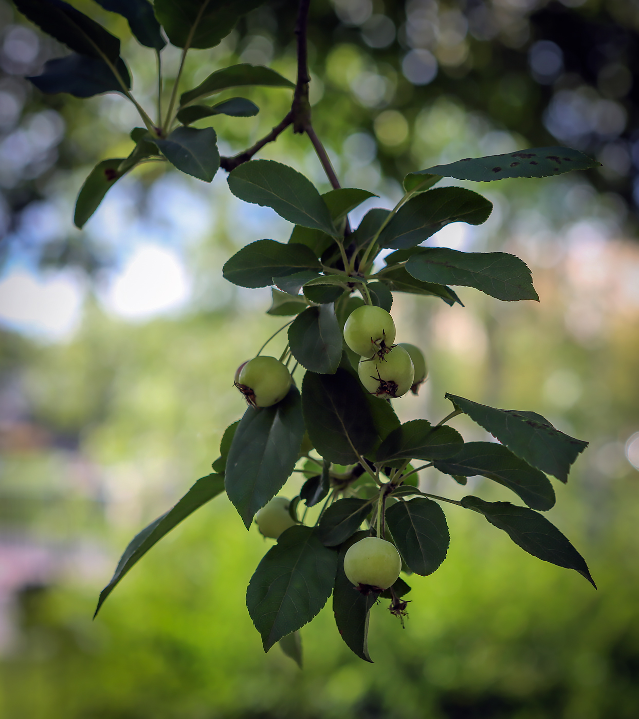 Изображение особи род Malus.