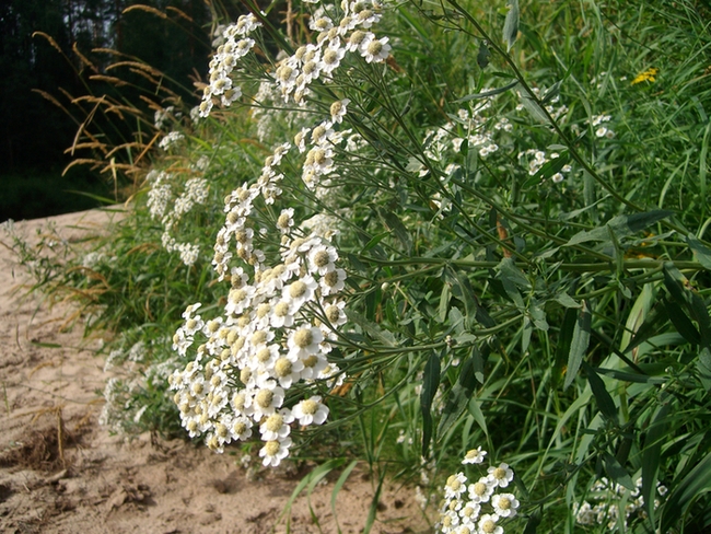 Изображение особи Achillea cartilaginea.