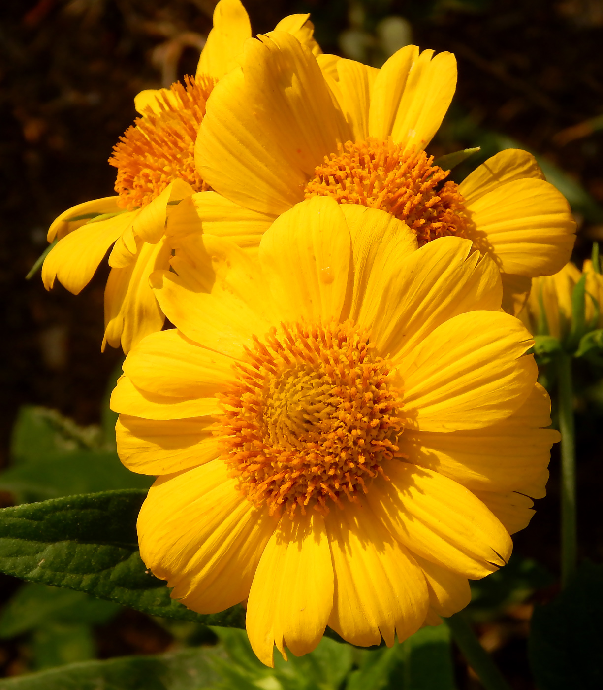 Image of Verbesina encelioides specimen.