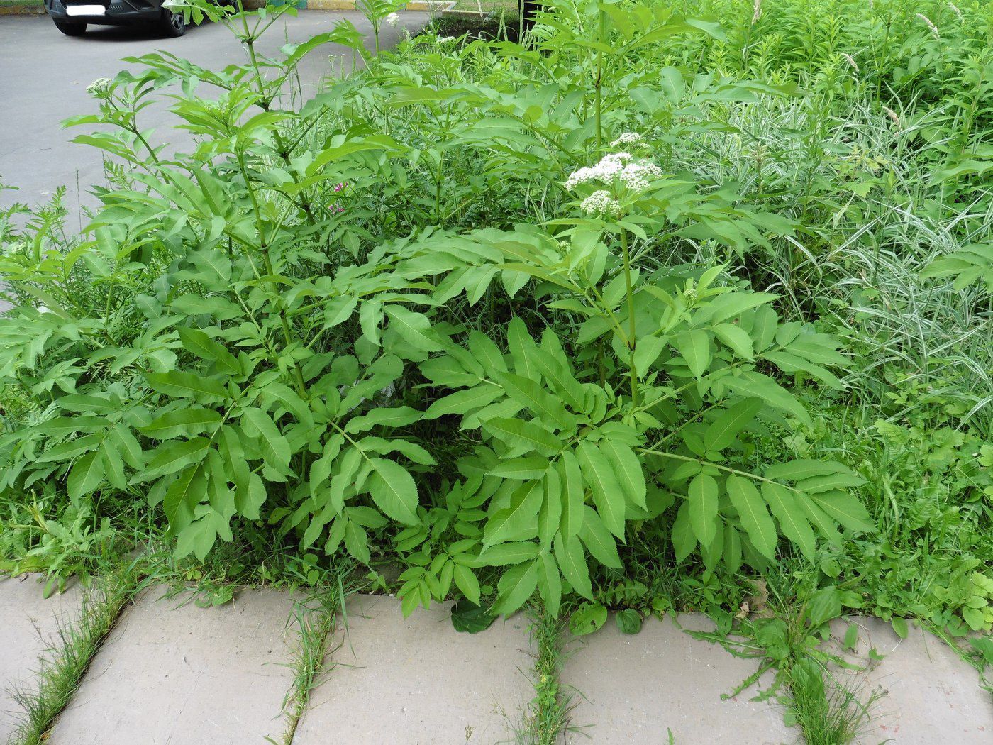 Изображение особи Sambucus ebulus.