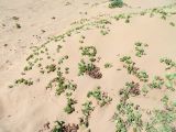 Zygophyllum stapffii. Верхушки побегов занесённого песком растения. Намибия, регион Erongo, южная граница г. Свакопмунд. 05.03.2020.