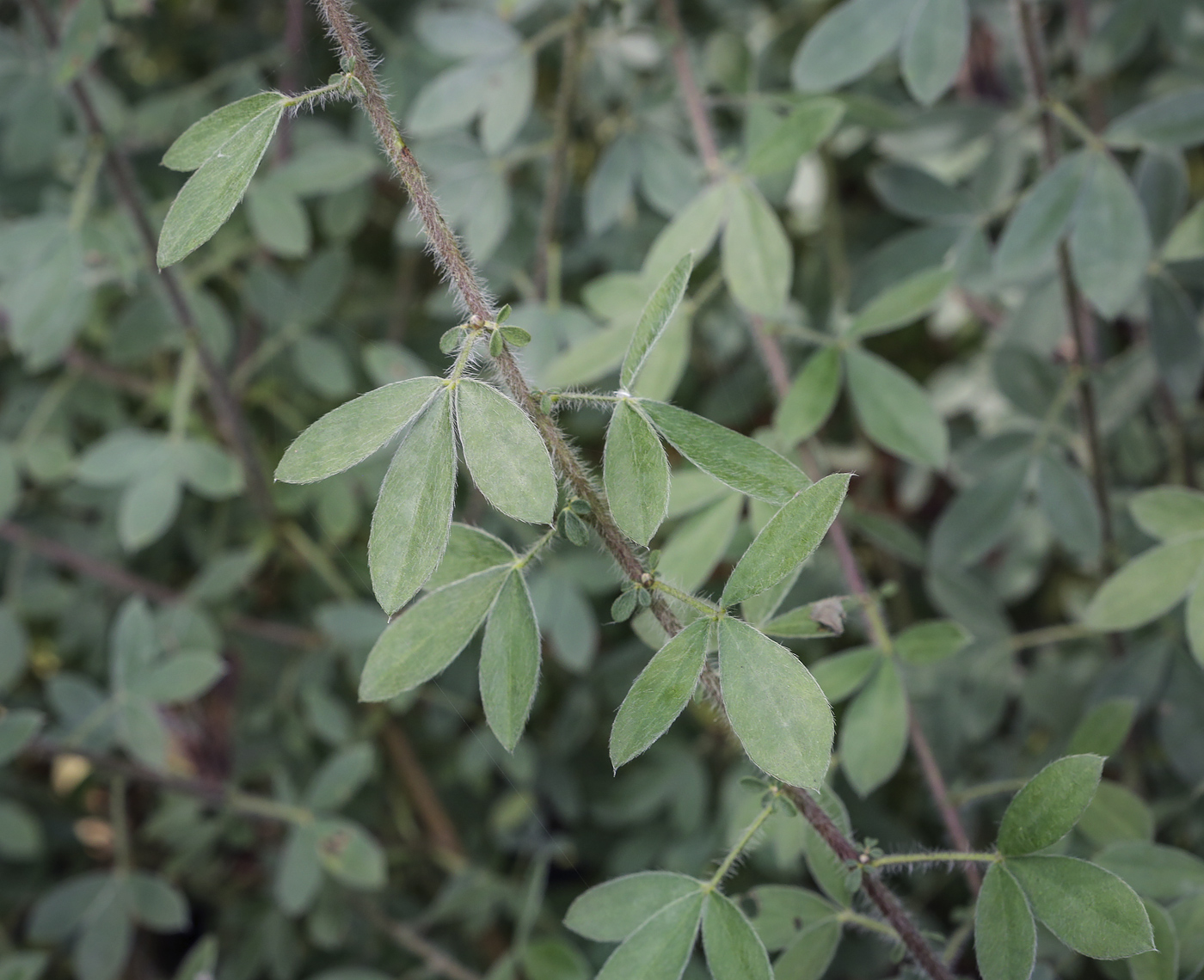 Image of genus Chamaecytisus specimen.