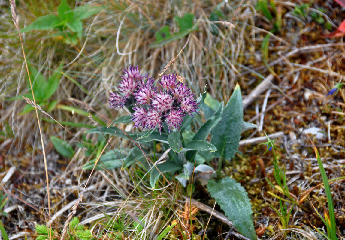 Изображение особи Saussurea igoschinae.