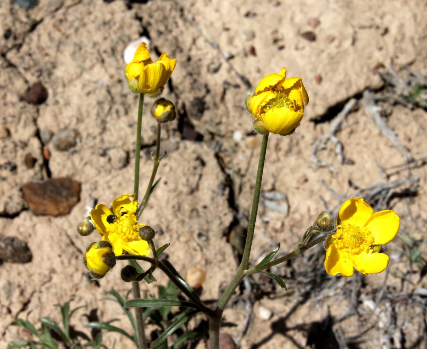 Image of Ranunculus platyspermus specimen.