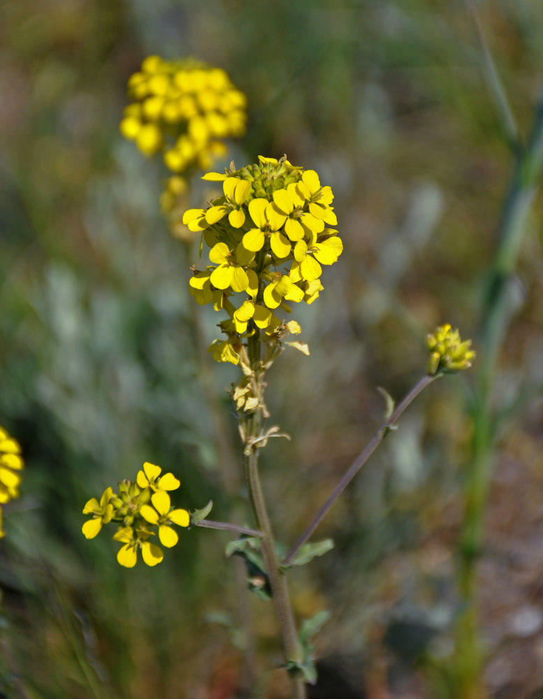 Изображение особи Erysimum cuspidatum.