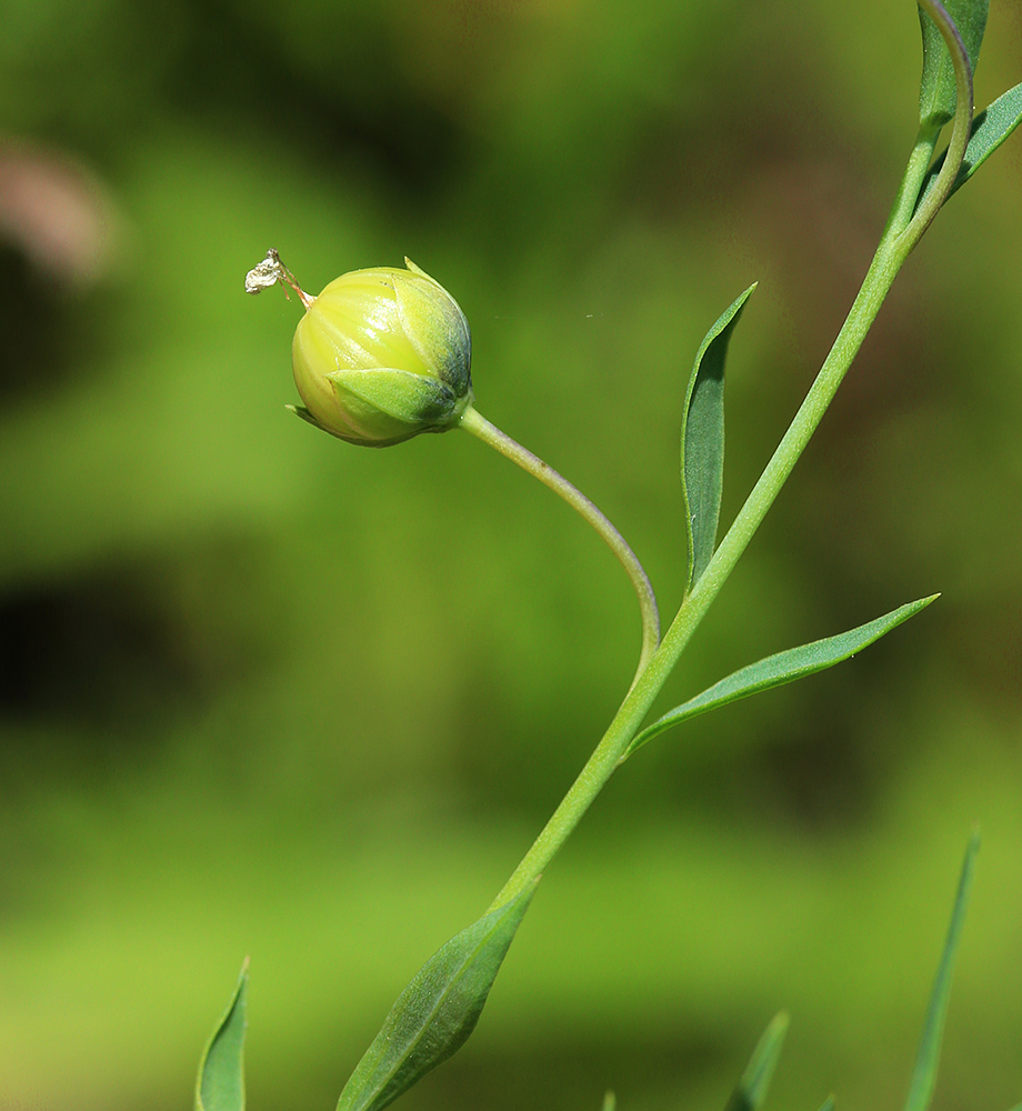 Изображение особи Linum amurense.