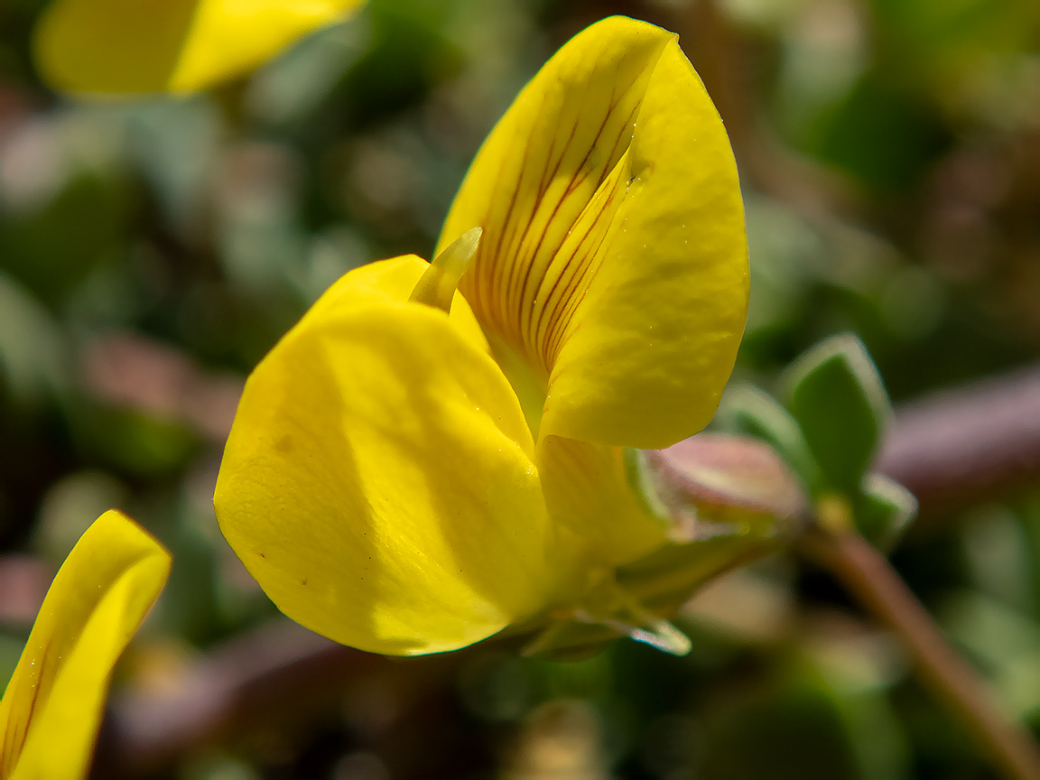 Image of Lotus halophilus specimen.